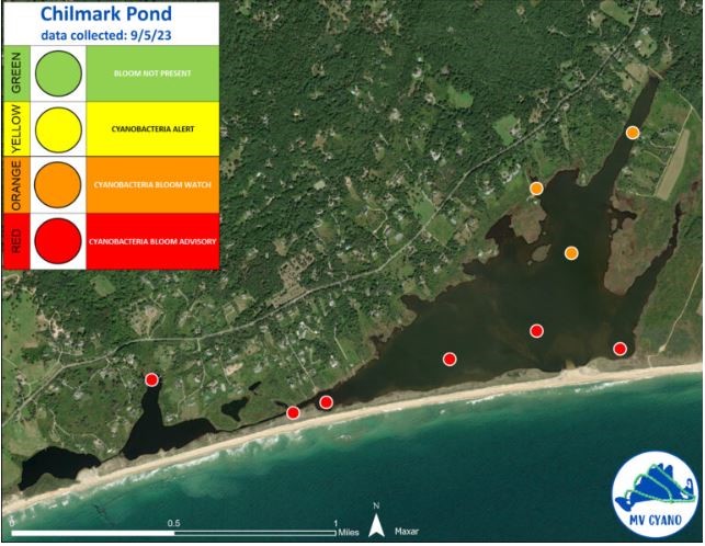 location and levels of Cyanobacteria in Chilmark Pond 