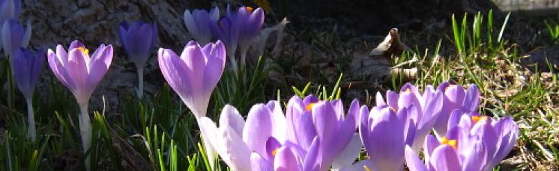 Spring in Chilmark- Crocus by the stonewall
