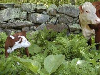 Cow