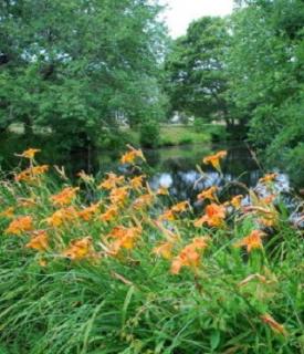 Pond
