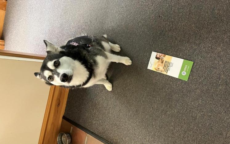 dog with PSA brochure